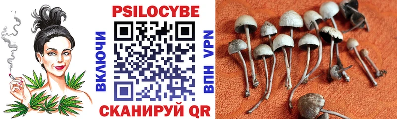 Купить закладки  Людиново  Псилоцибиновые грибы Magic Shrooms 